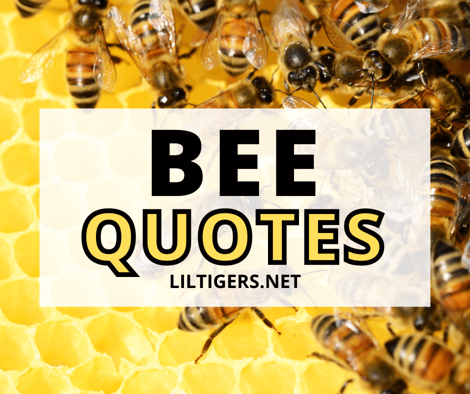 bee quotes and sayings