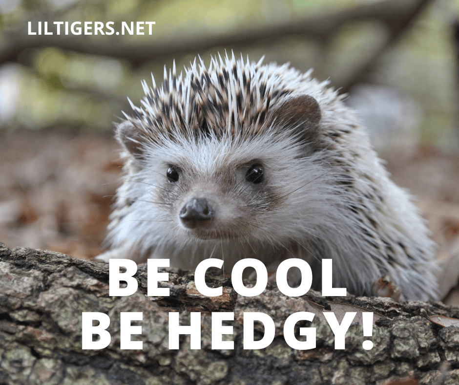 kids hedgehog quotes 