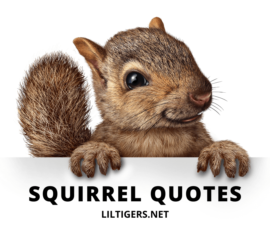 20 Inspirational Squirrel Quotes & Sayings - Lil Tigers