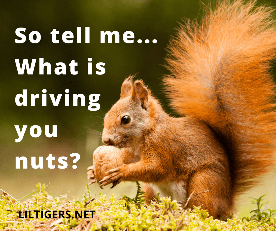 squirrels captions