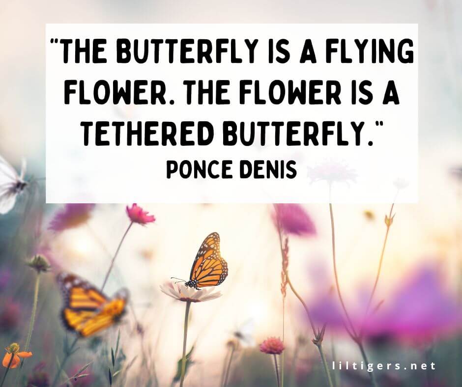Quotes About Butterflies