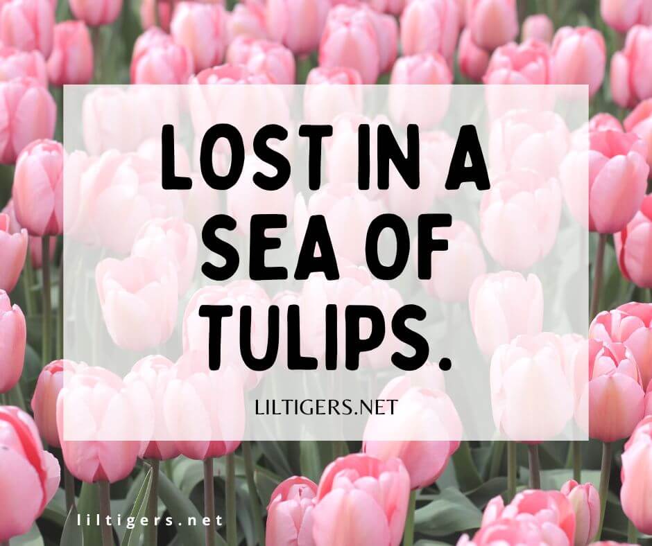 fun tulip captions for kids