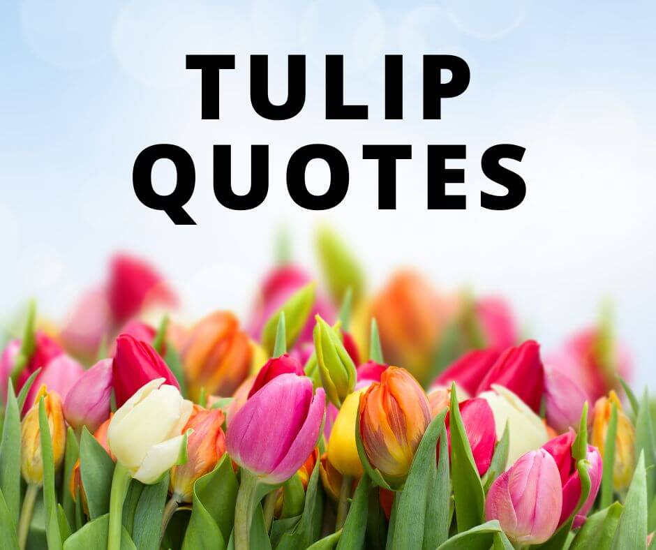 tulip quotes for kids